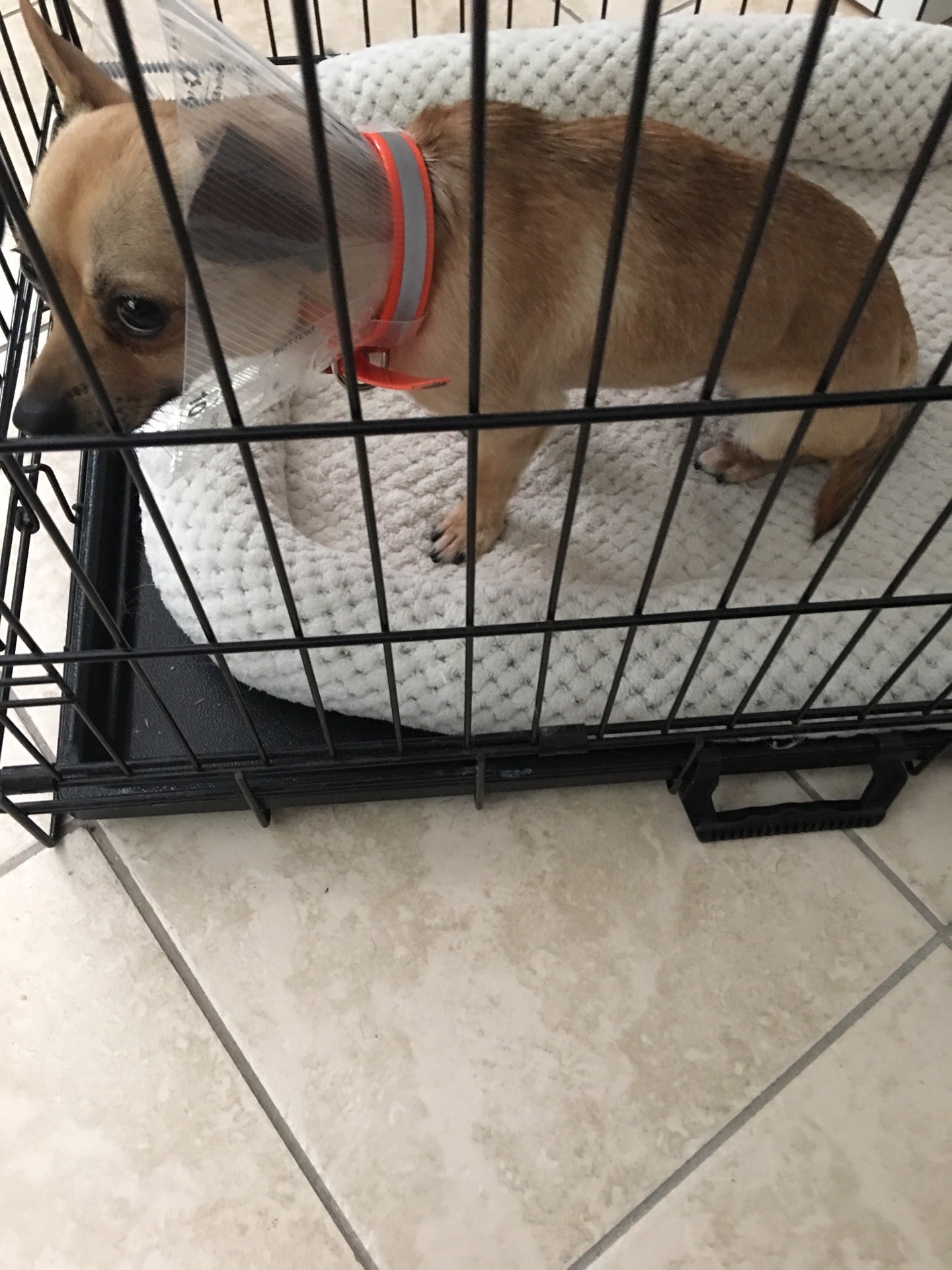 Planned Pethood, 37815 State Road 54, Zephyrhills, FL, Veterinarians