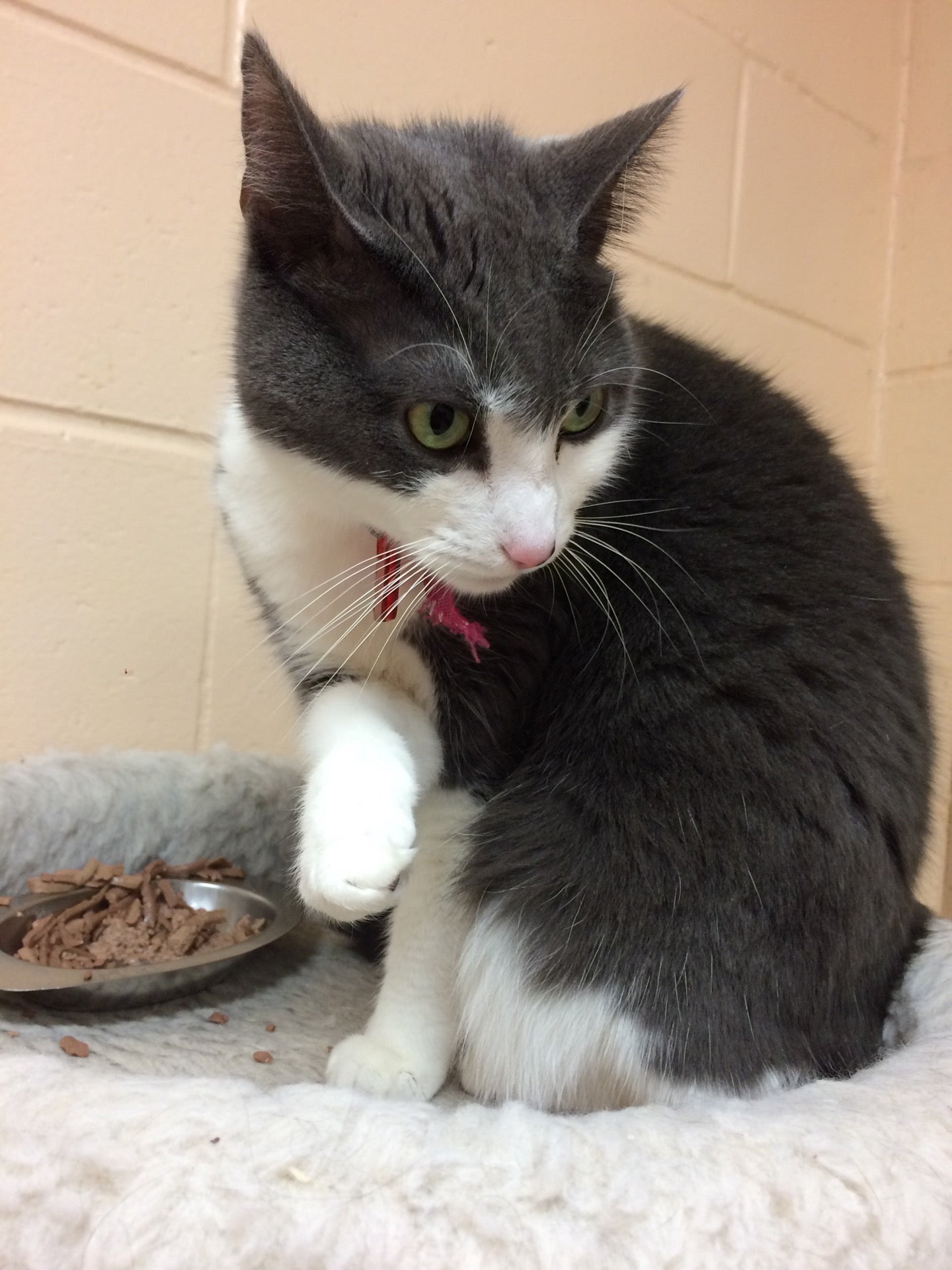 Grateful Paw Cat Shelter, 104 Deposit Rd, East Northport, NY, Animal