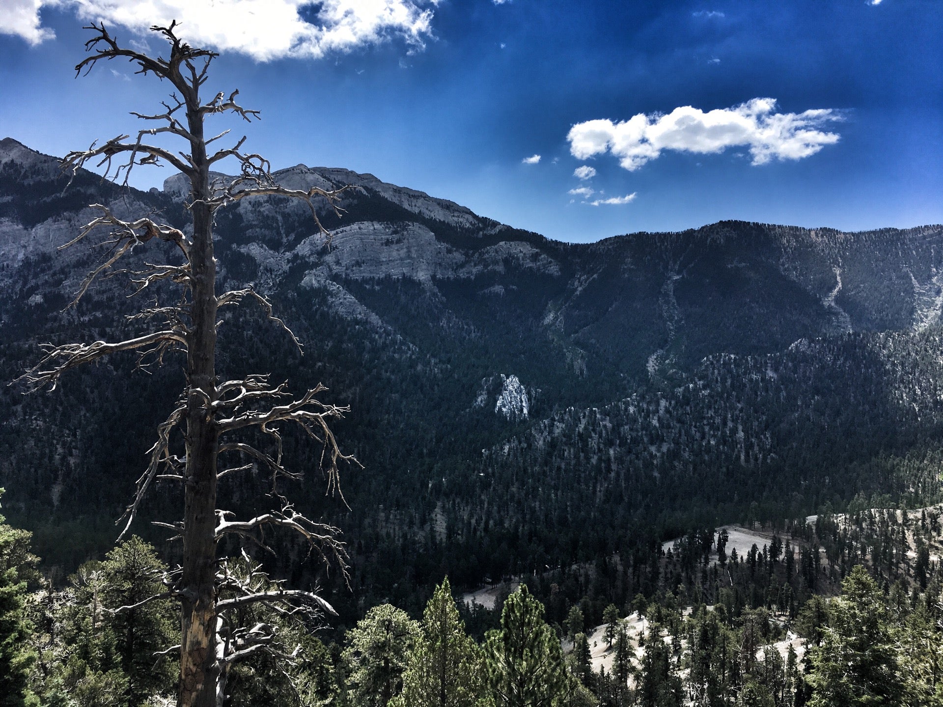 Upper Bristlecone Trail, 6725 Lee Canyon Rd, Mount Charleston, NV ...