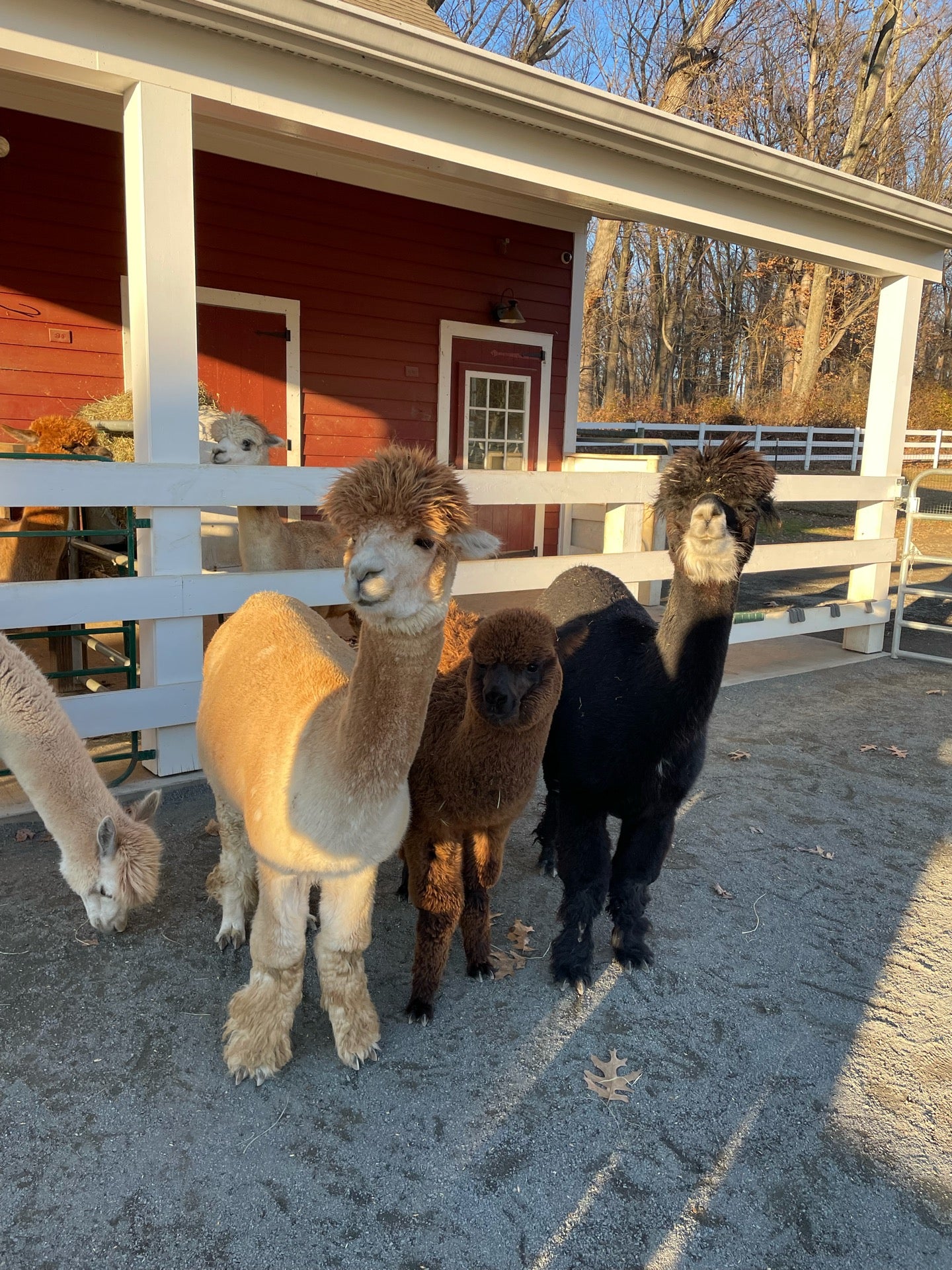 Bluebird Farm Alpacas, 44 Willow Ave, Peapack and Gladstone, NJ, Landmark MapQuest