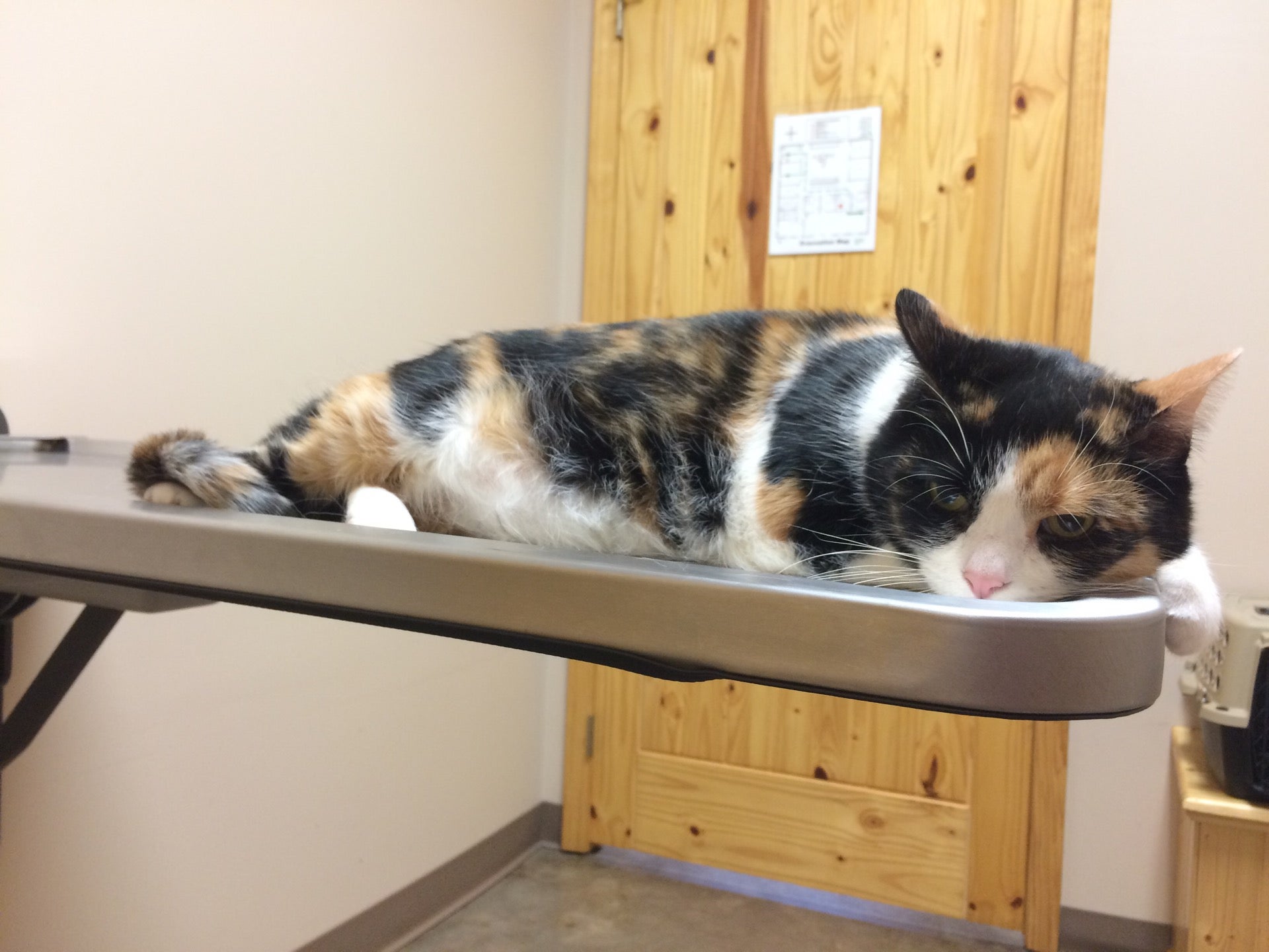 White Knoll Veterinary Hospital, 516 Kyzer Rd, Lexington, SC, Veterinarians MapQuest