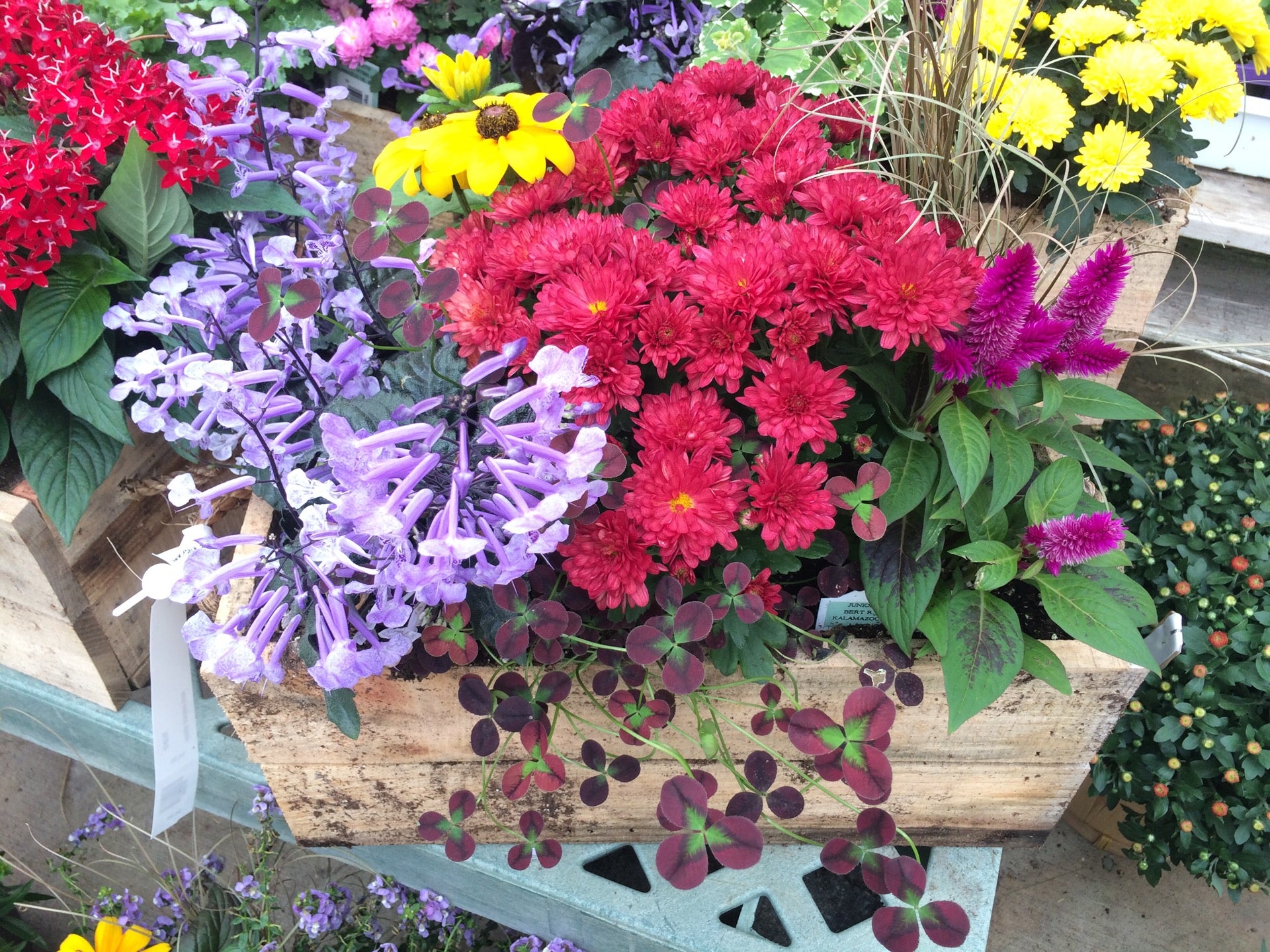 Flowerland, 3801 Alpine Ave NW, Comstock Park, MI, Garden Centers