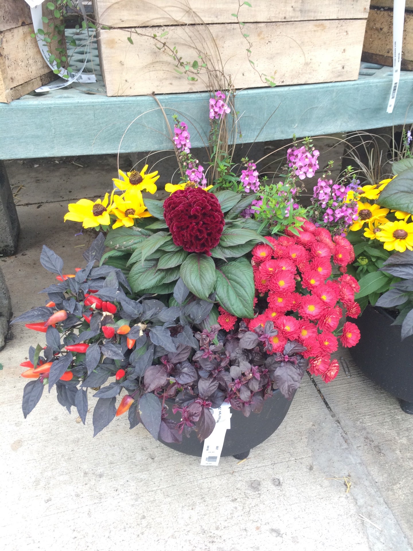Flowerland, 3801 Alpine Ave NW, Comstock Park, MI, Garden Centers