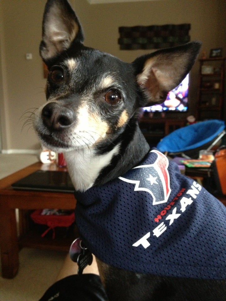 Houston Texans Mesh Pet Jersey