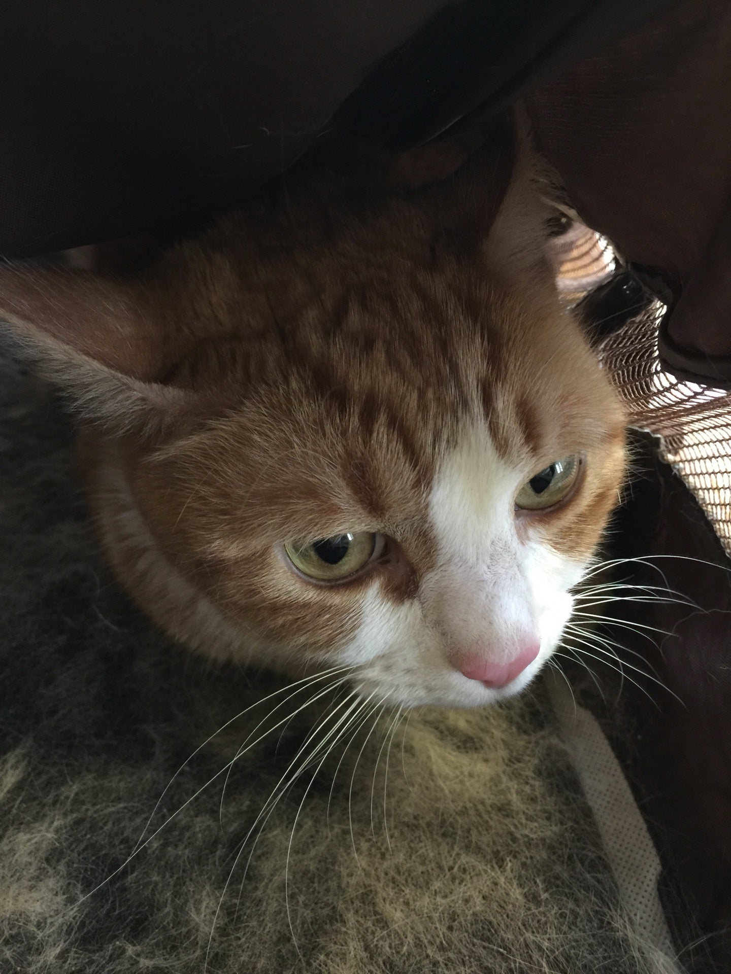 Underhill Animal Hospital, 4900 Lake Underhill Rd, Orlando, FL, Veterinarians - MapQuest Underhill Animal Hospital, 4900 Lake Underhill Rd, Orlando, FL, Veterinarians - MapQuest
