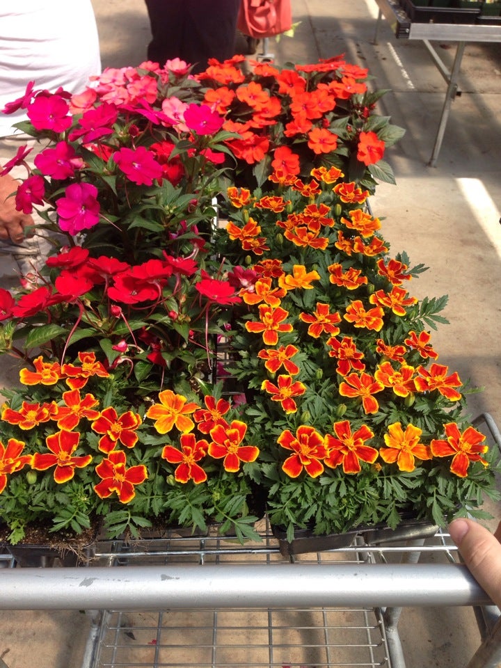 Schwartz's Greenhouse, 30705 Sibley Road, Romulus, MI MapQuest