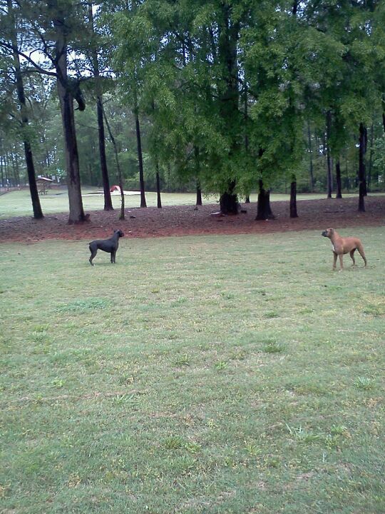 Rabbit Hill Dog Park, Dacula, GA, Parks MapQuest