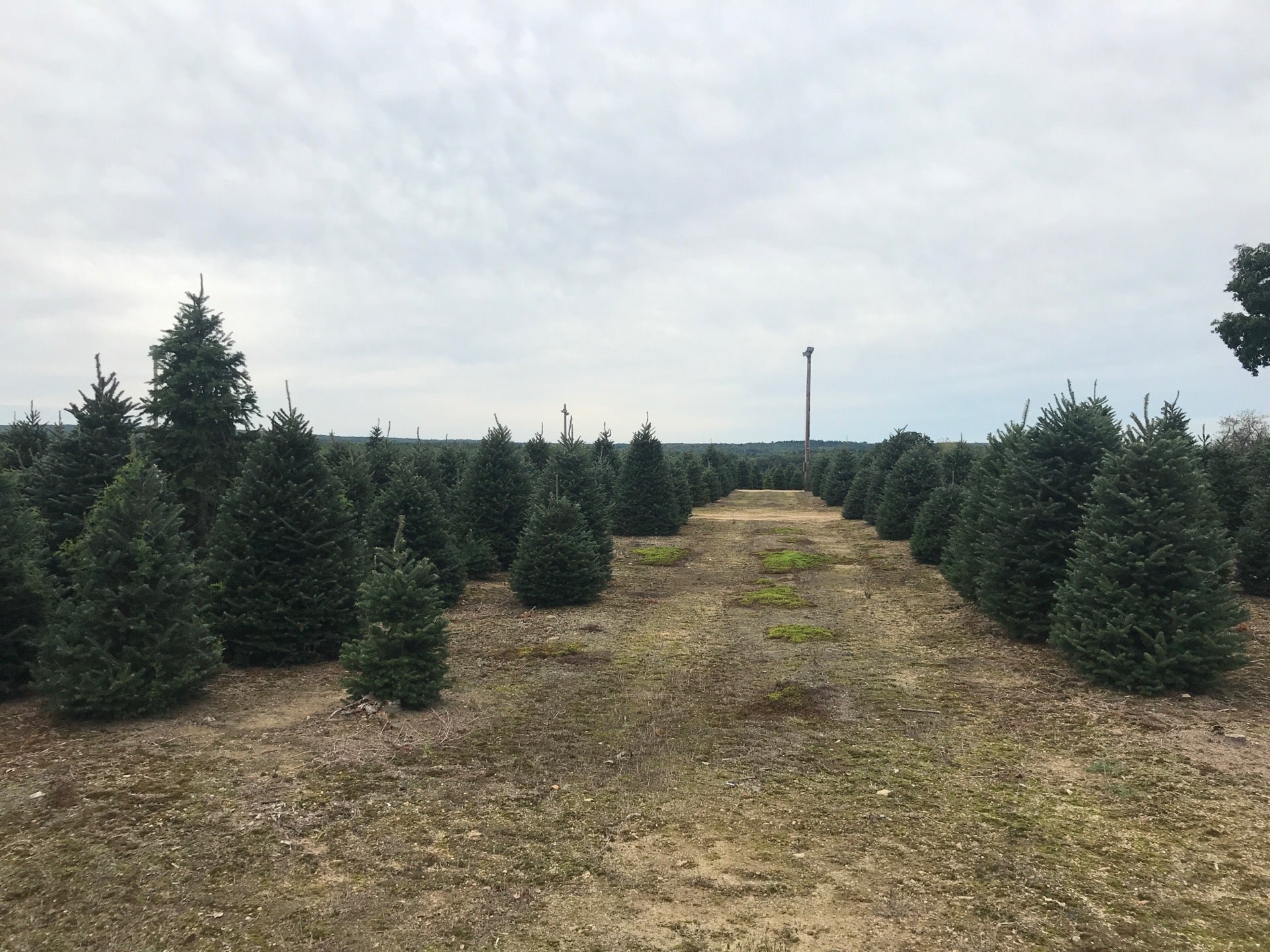 Henry's tree farm, 7 Mile Rd, Cranston, RI, Farms MapQuest
