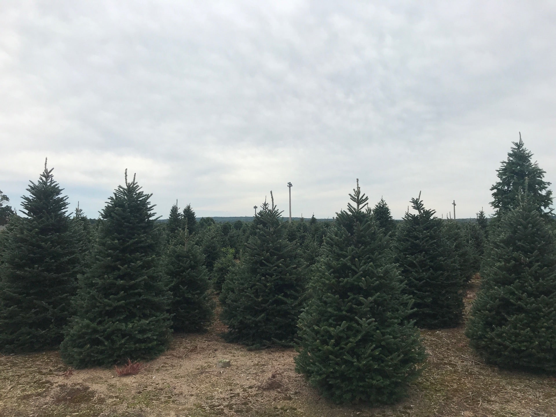 Henry's Christmas Tree Farm, 352 Seven Mile Rd, Scituate, Town of, RI
