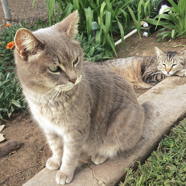 The Cat House on the Kings, 7120 S Kings River Rd, Parlier, CA, Pet