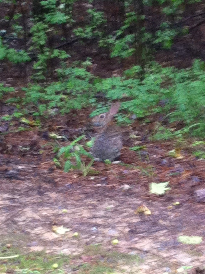 Silver Comet Trail Rambo Road, Dallas, GA MapQuest