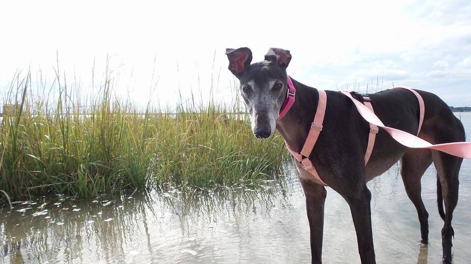 Greyhound Hope Rehabilitation And Adoption, NE 20TH Ter, Cape Coral, FL
