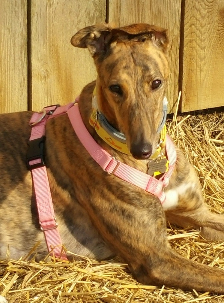 Greyhound Hope Rehabilitation And Adoption, NE 20TH Ter, Cape Coral, FL