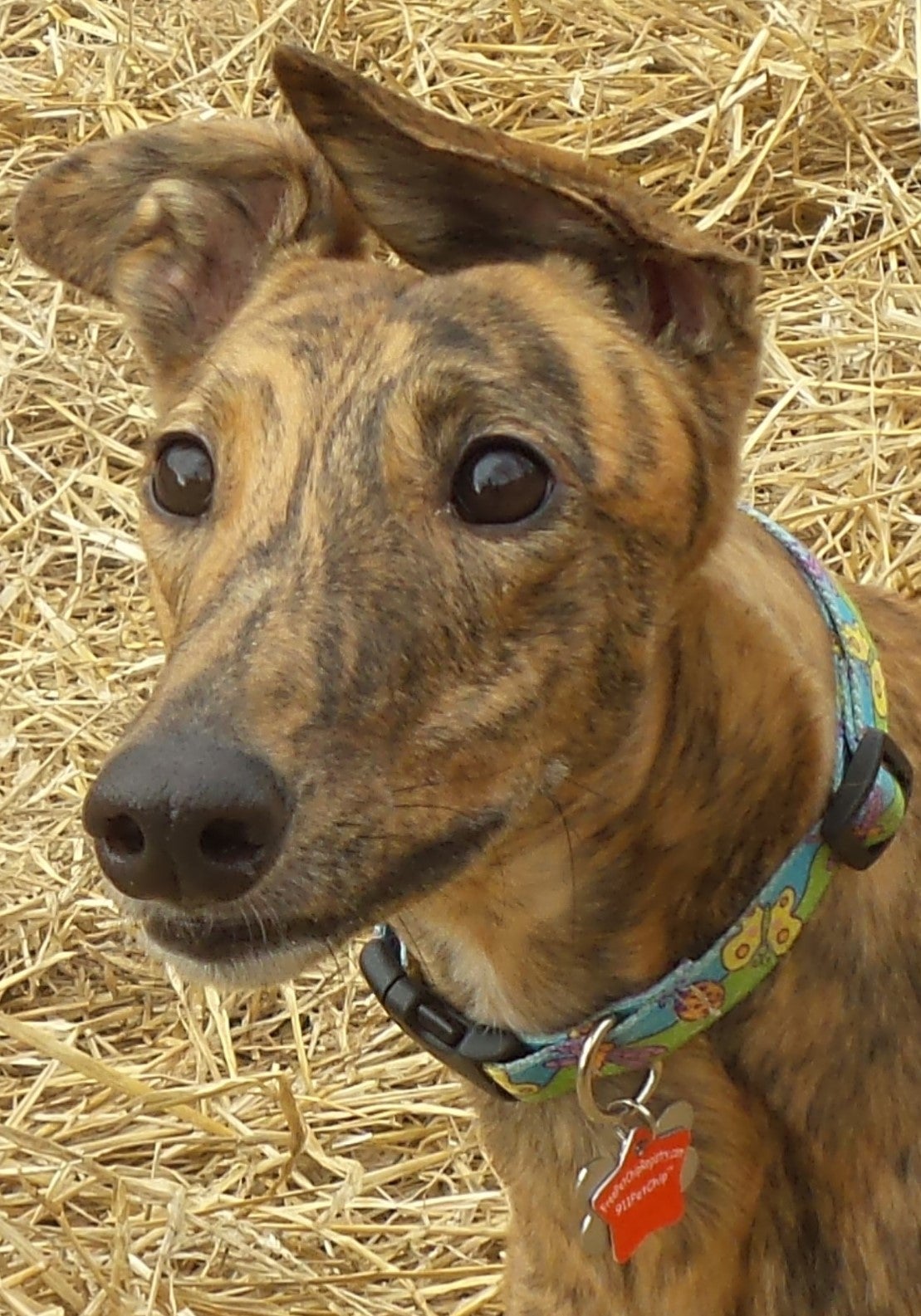Greyhound Hope Rehabilitation And Adoption, NE 20TH Ter, Cape Coral, FL