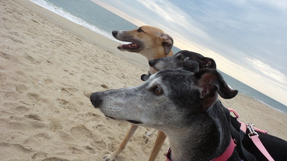 Greyhound Hope Rehabilitation And Adoption, NE 20TH Ter, Cape Coral, FL