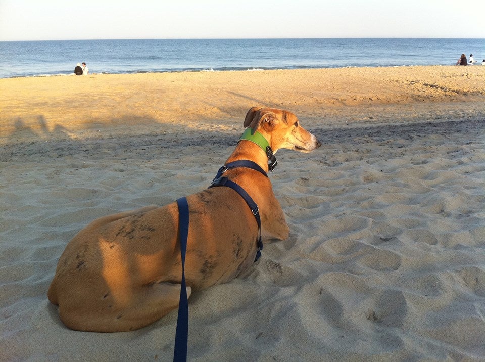 Greyhound Hope Rehabilitation And Adoption, NE 20TH Ter, Cape Coral, FL