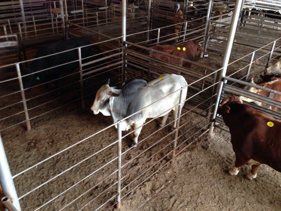 Milam County Livestock Auction, 2605 Auction Barn Rd, Cameron, TX