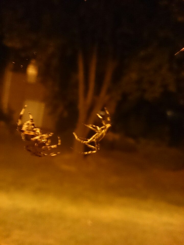 Harrowsgate Apartments, 324 Gill Ln, Iselin, NJ, Apartments MapQuest