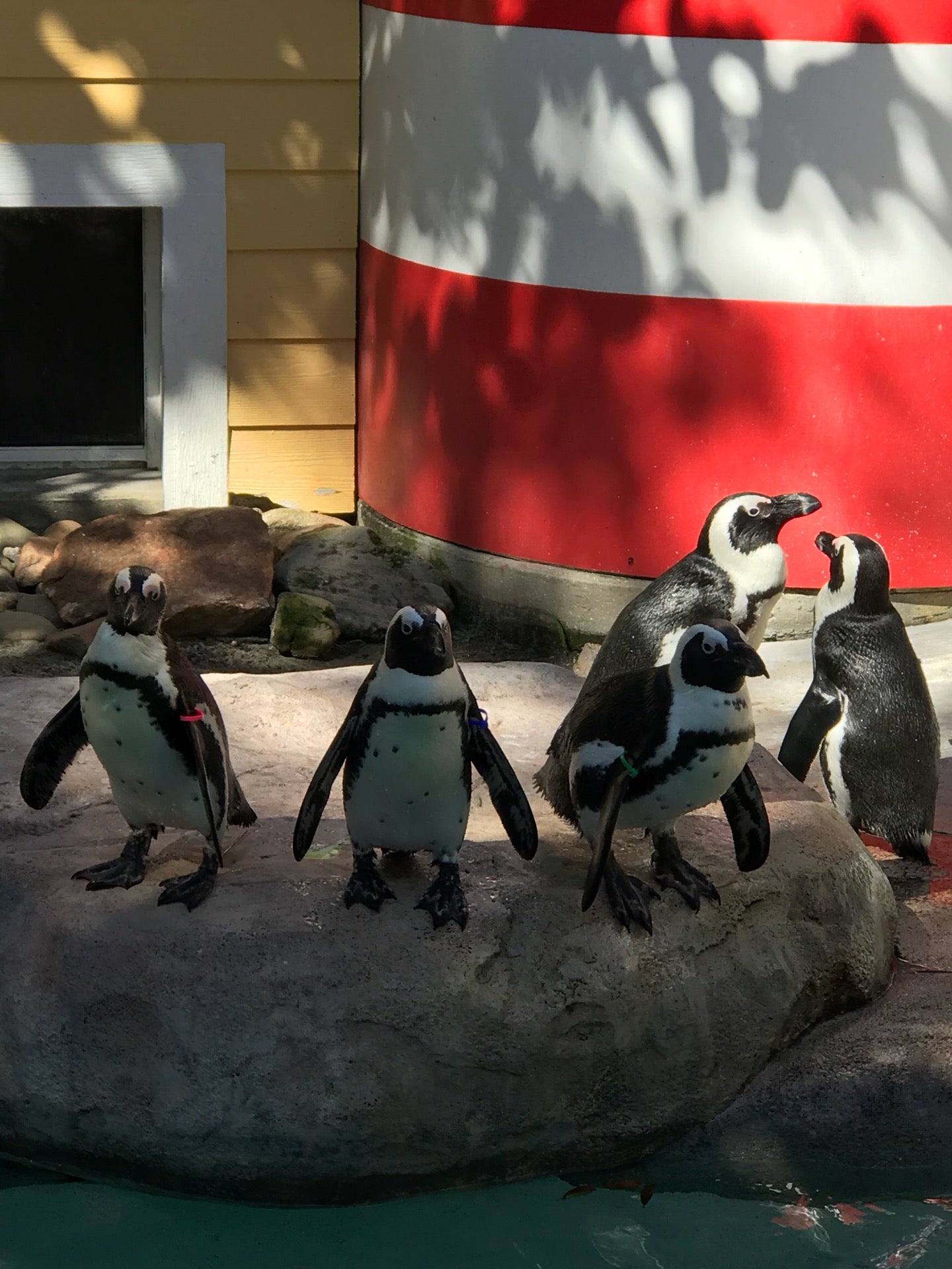 African Penguin Exhibit, 1101 W Sligh Ave, Tampa, FL, Zoos - MapQuest