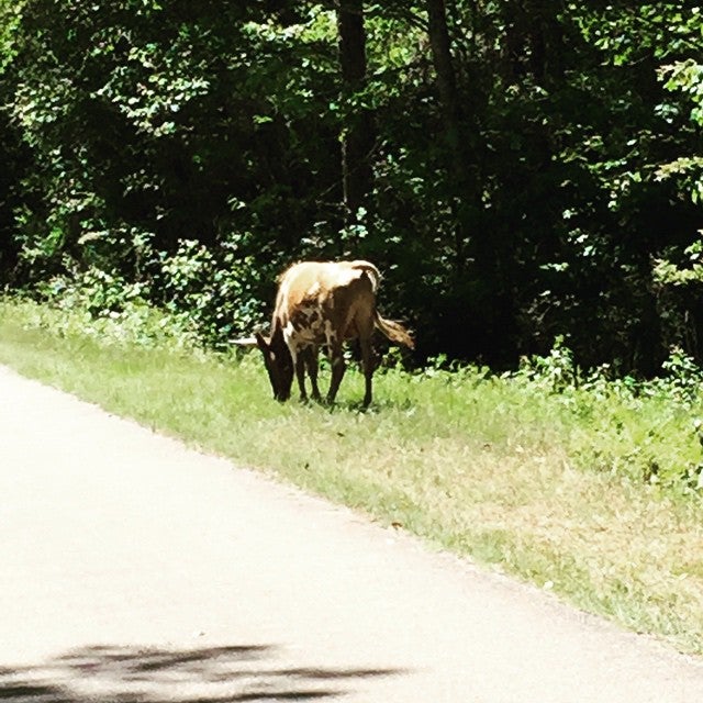 Longleaf Trace Trail, Jackson Rd, Hattiesburg, MS, Trail MapQuest