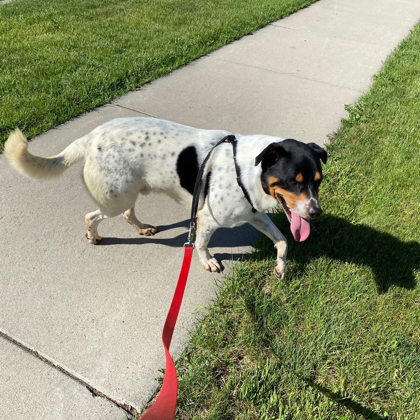 Billings Animal Rescue Kare (B.A.R.K.), 4017 1st Ave S, Billings, MT