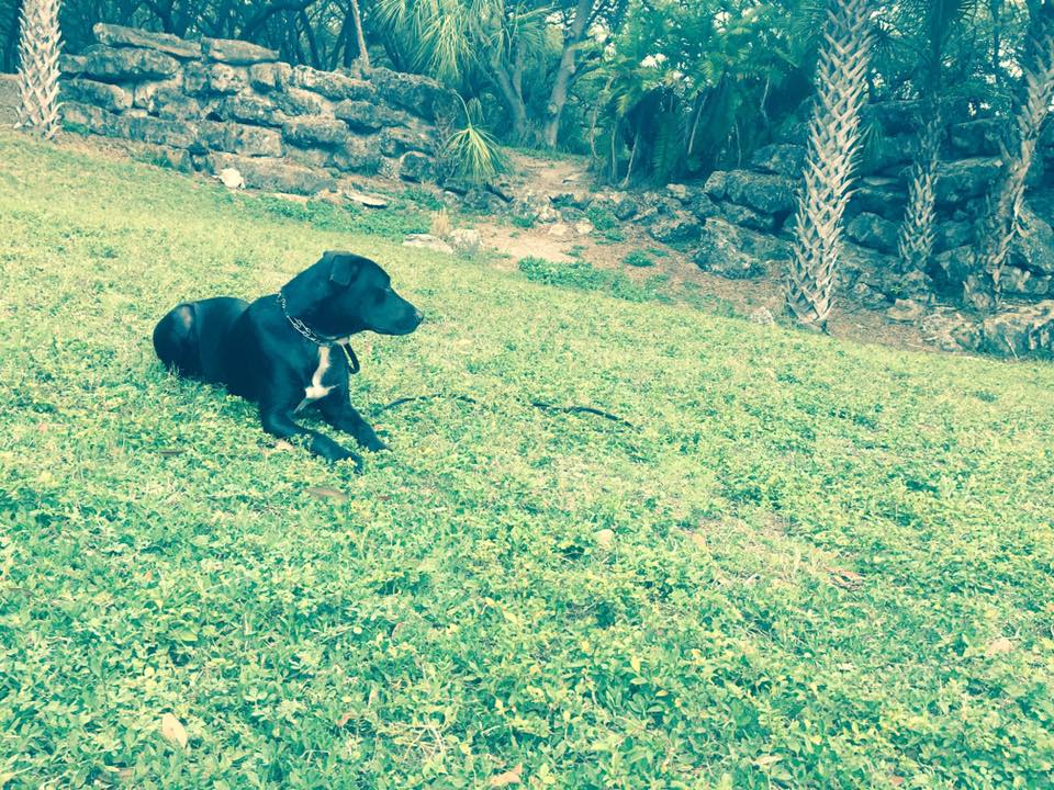 Dog Days with Danielle CLOSED, 5223 26th St W, Bradenton, FL