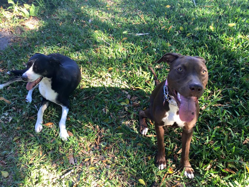 Dog Days with Danielle CLOSED, 5223 26th St W, Bradenton, FL