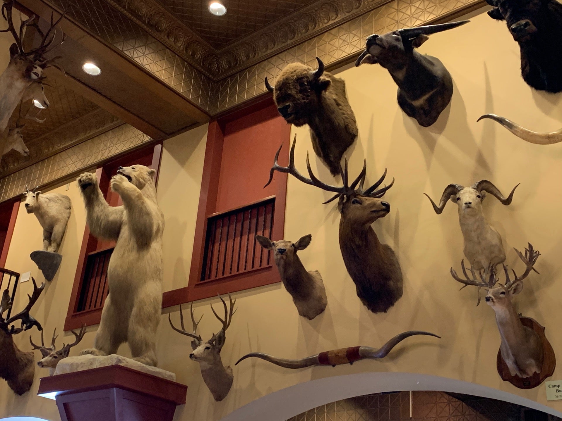 The Buckhorn Saloon and Texas Ranger Museum, 318 E Houston St, San