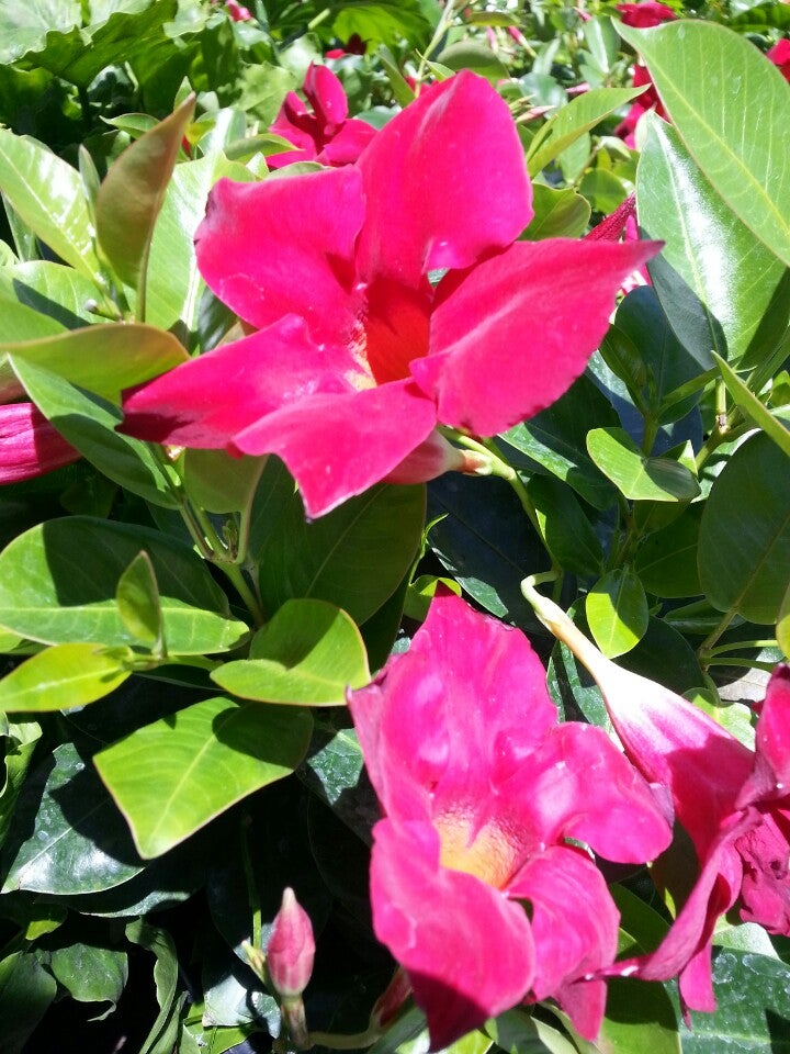 The Home Depot, 13760 W Bell Rd, Surprise, AZ, Hardware Stores MapQuest