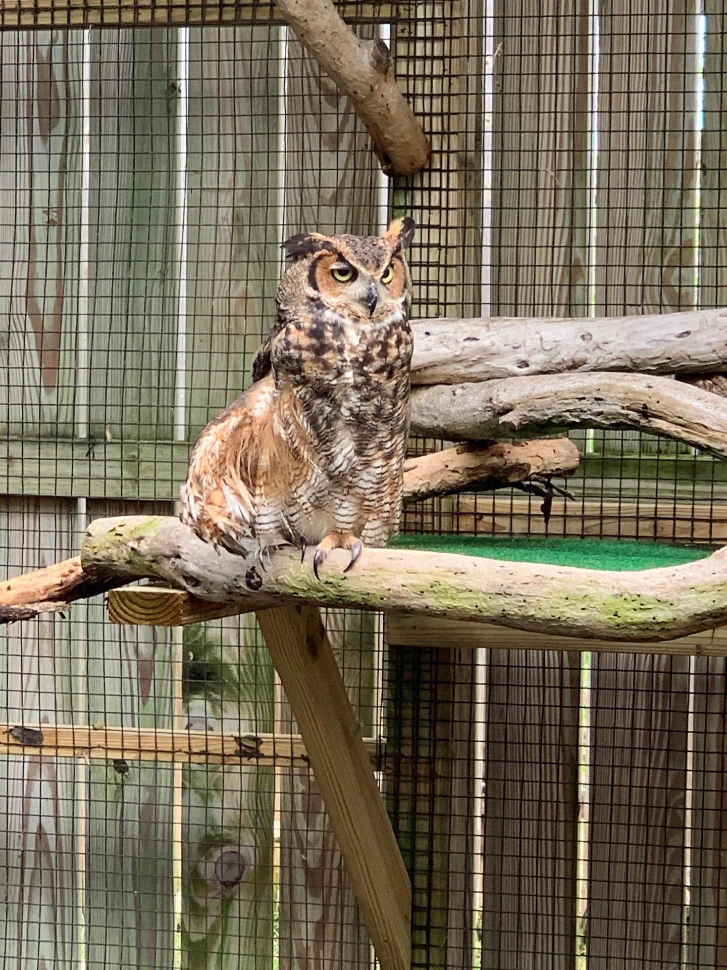 Florida Keys Wild Bird Rehabilitation Center, 93600 Overseas Hwy ...