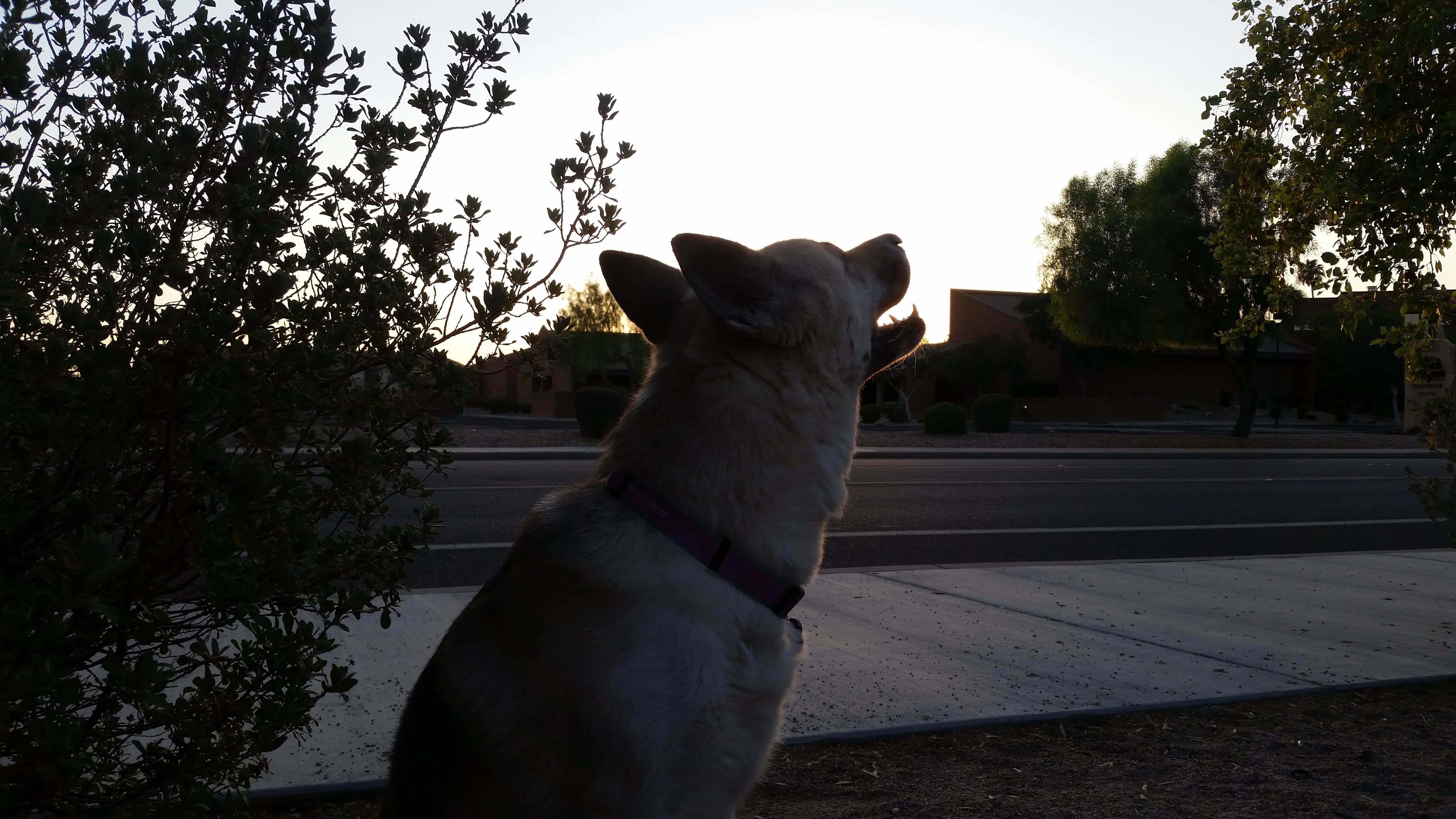 Rose Mofford Dog Park, 9625 N 25th Pl, Phoenix, AZ, Parks MapQuest
