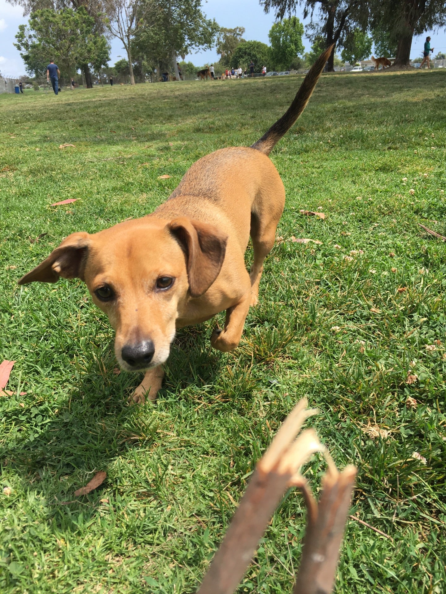 Arbor Dog Park, 4665 Lampson Ave, Los Alamitos, CA, Parks - MapQuest