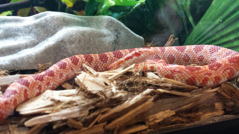 PetSmart, 14 Martindale Cres, Hamilton, ON MapQuest