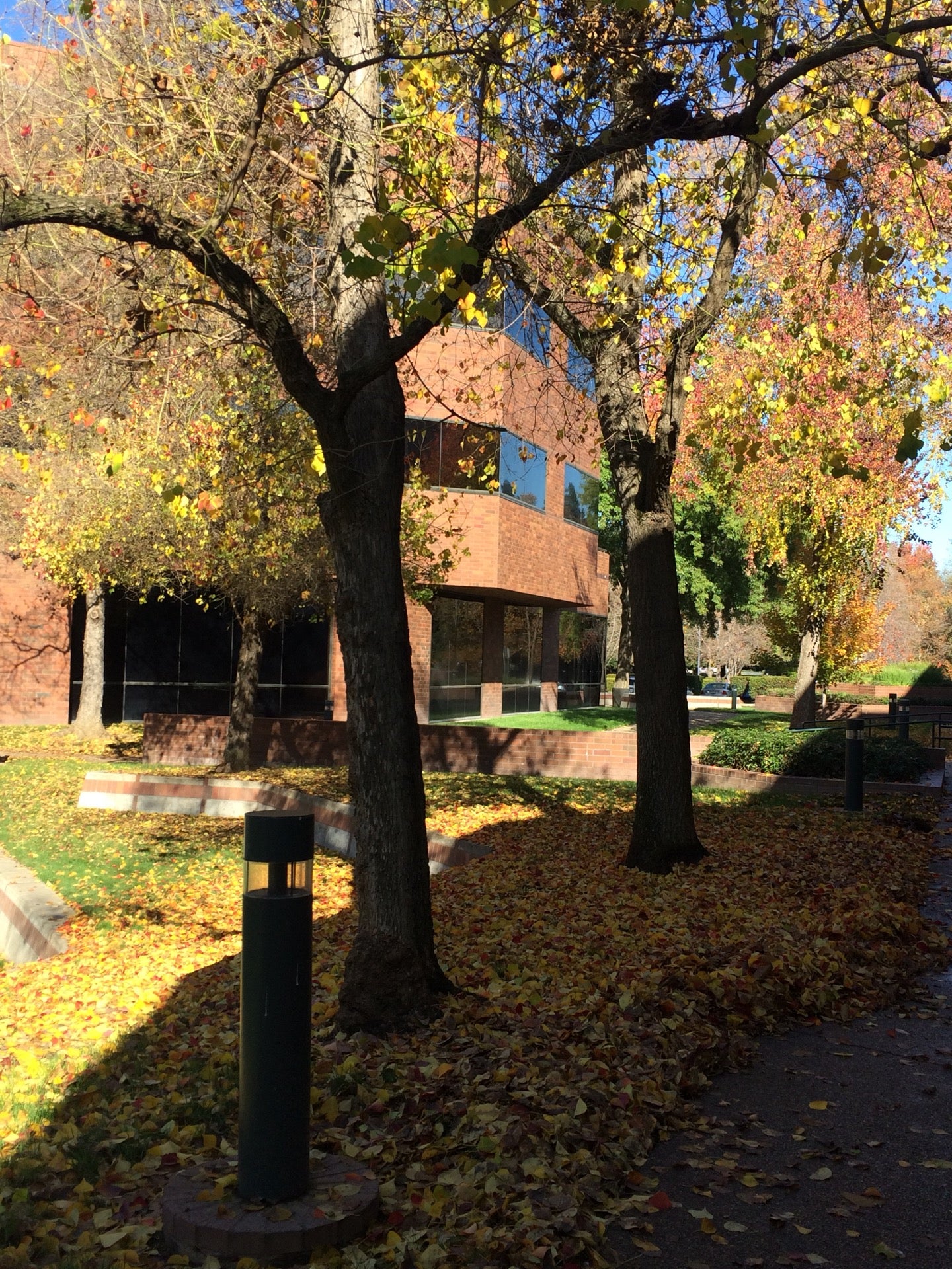 Sutter Lab Blue Oaks - 78ame26