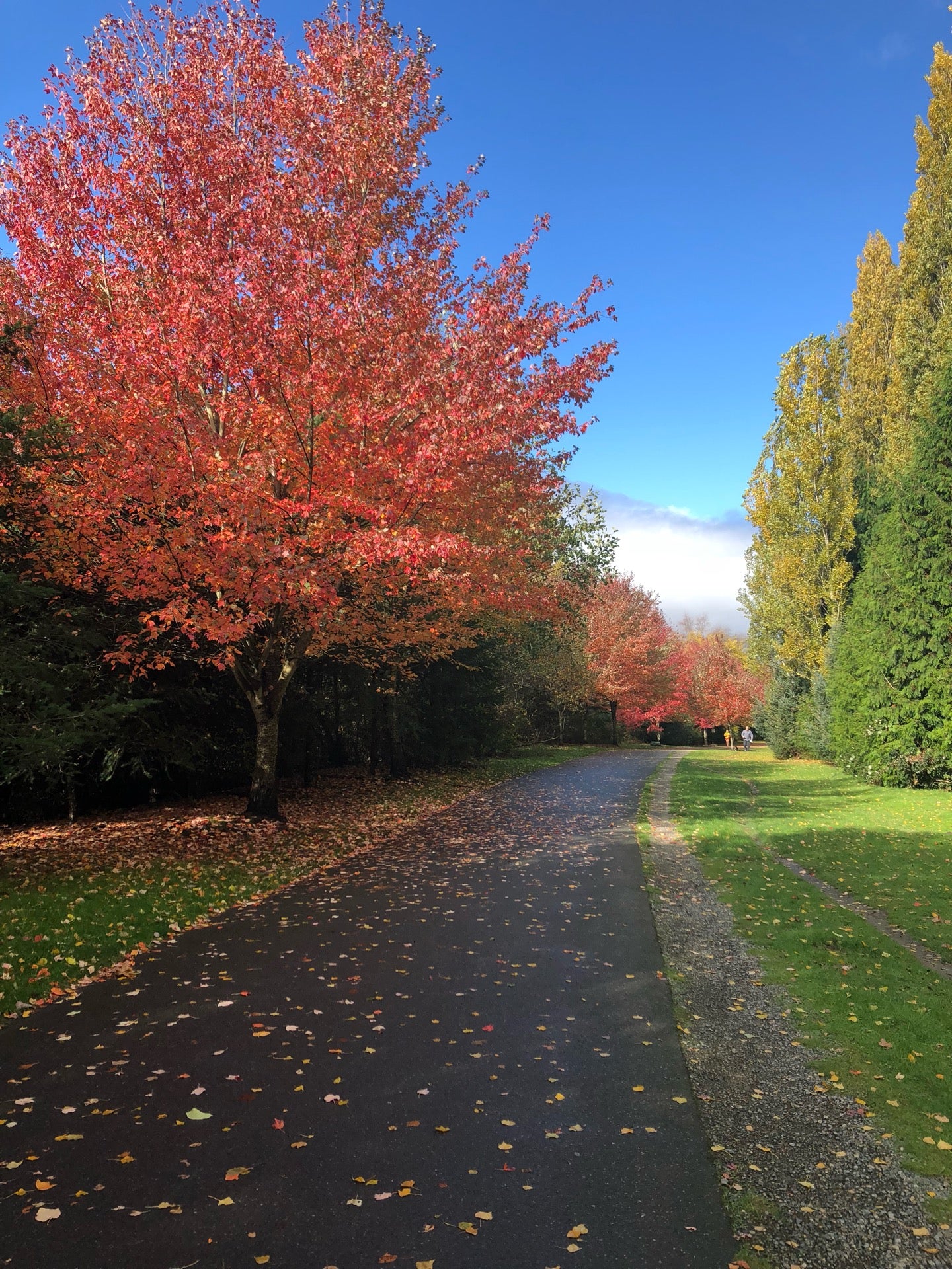 Sammamish River Trail Woodinville - 184812 HIhmCmJtpqc XmBuQAH1ZbvqMbrDKRlPFtdKL YXvi8 