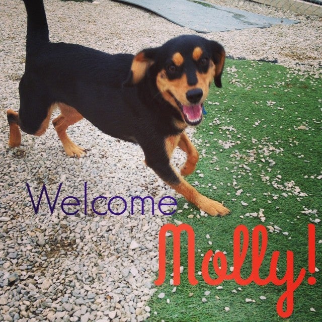 The Dog House, LLC, 1999 S Yost Ave, Bloomington, IN, Pet Supplies MapQuest