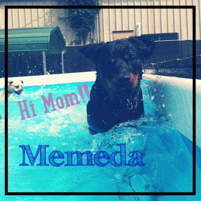 The Dog House, LLC, 1999 S Yost Ave, Bloomington, IN, Pet Supplies MapQuest