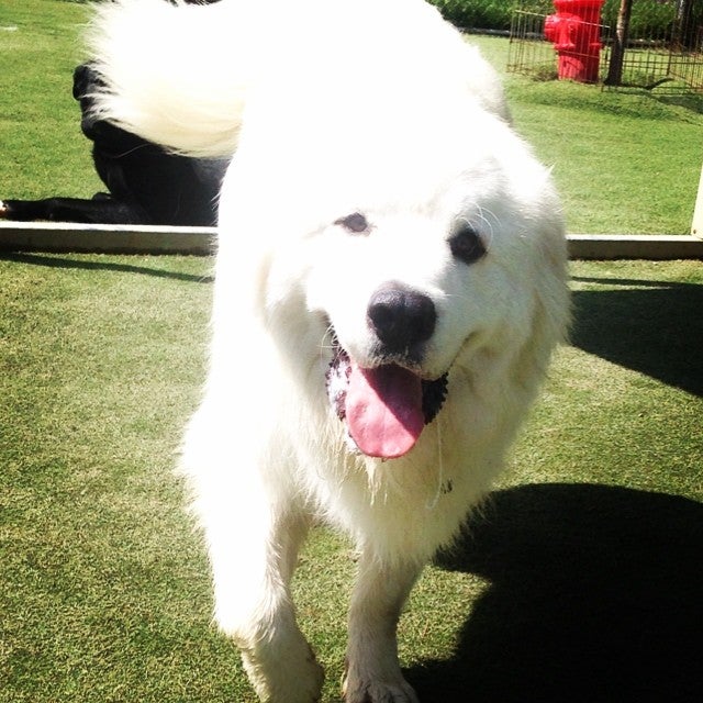 The Dog House, LLC, 1999 S Yost Ave, Bloomington, IN, Pet Supplies MapQuest