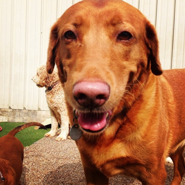 The Dog House, LLC, 1999 S Yost Ave, Bloomington, IN, Pet Supplies MapQuest