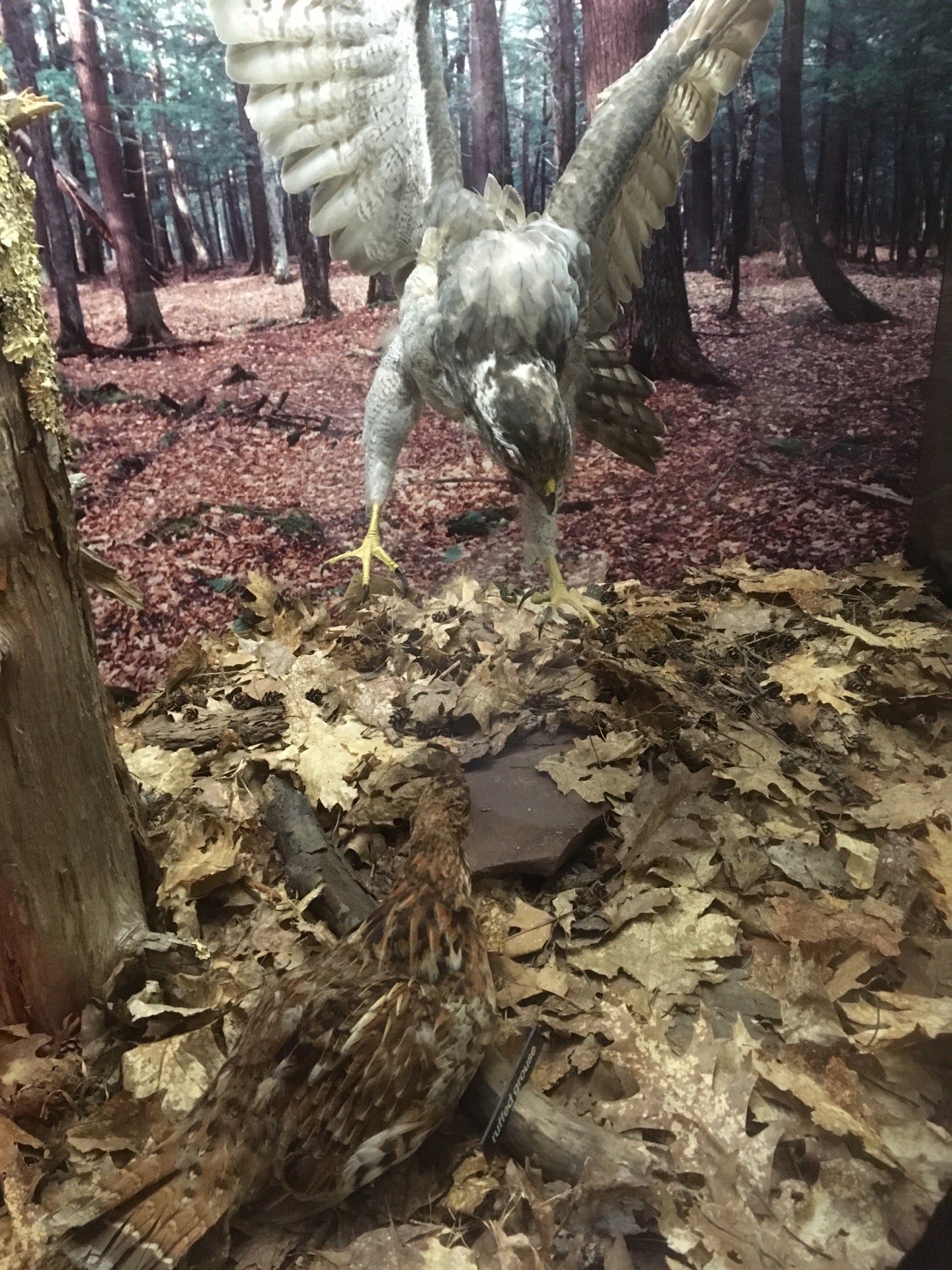 Porcupine Mountains Visitor Center, South Boundary Road, Ontonagon, MI