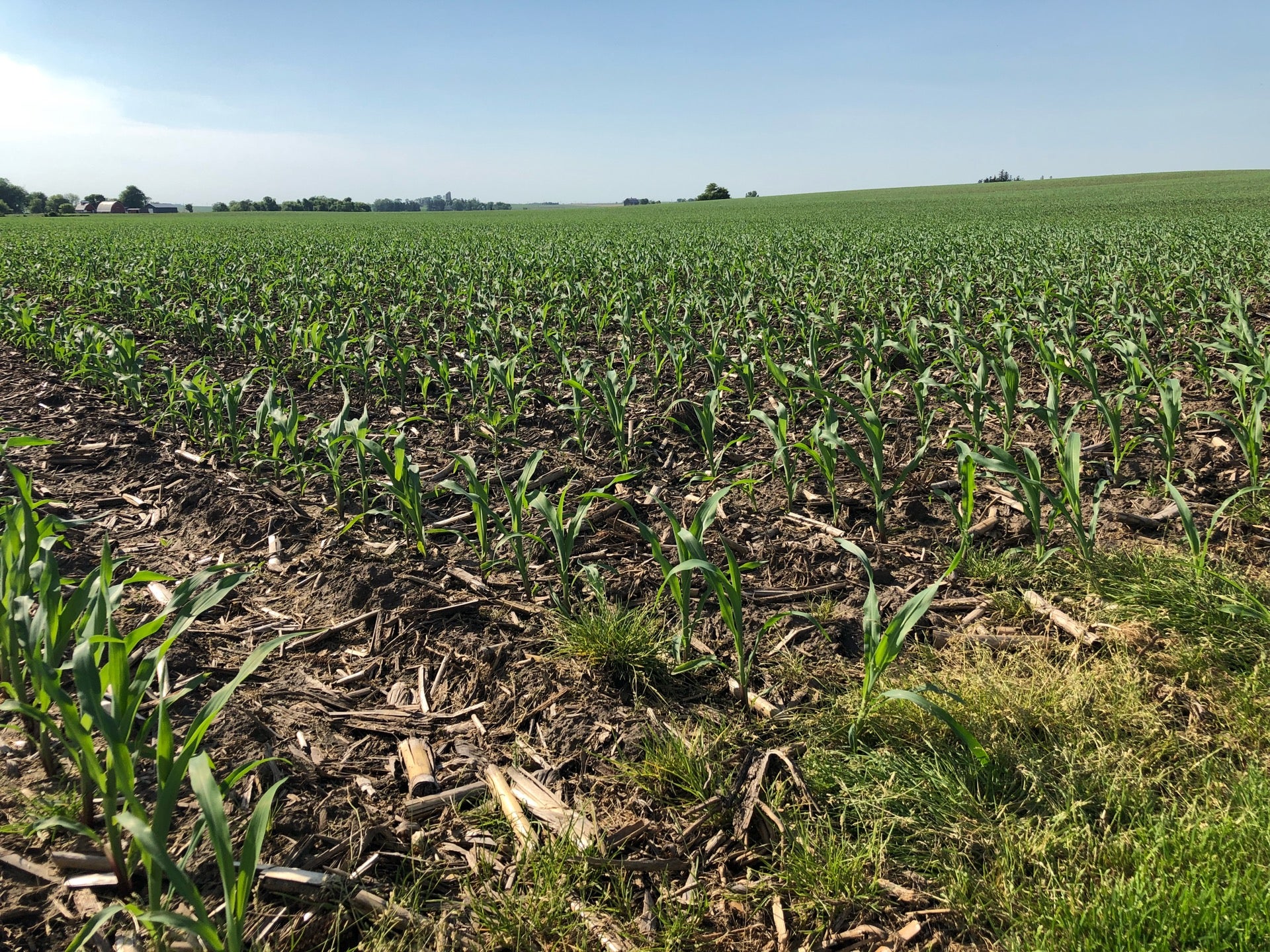 Tasseling Corn at Field of Dreams Movie Site, near Dyersvil…