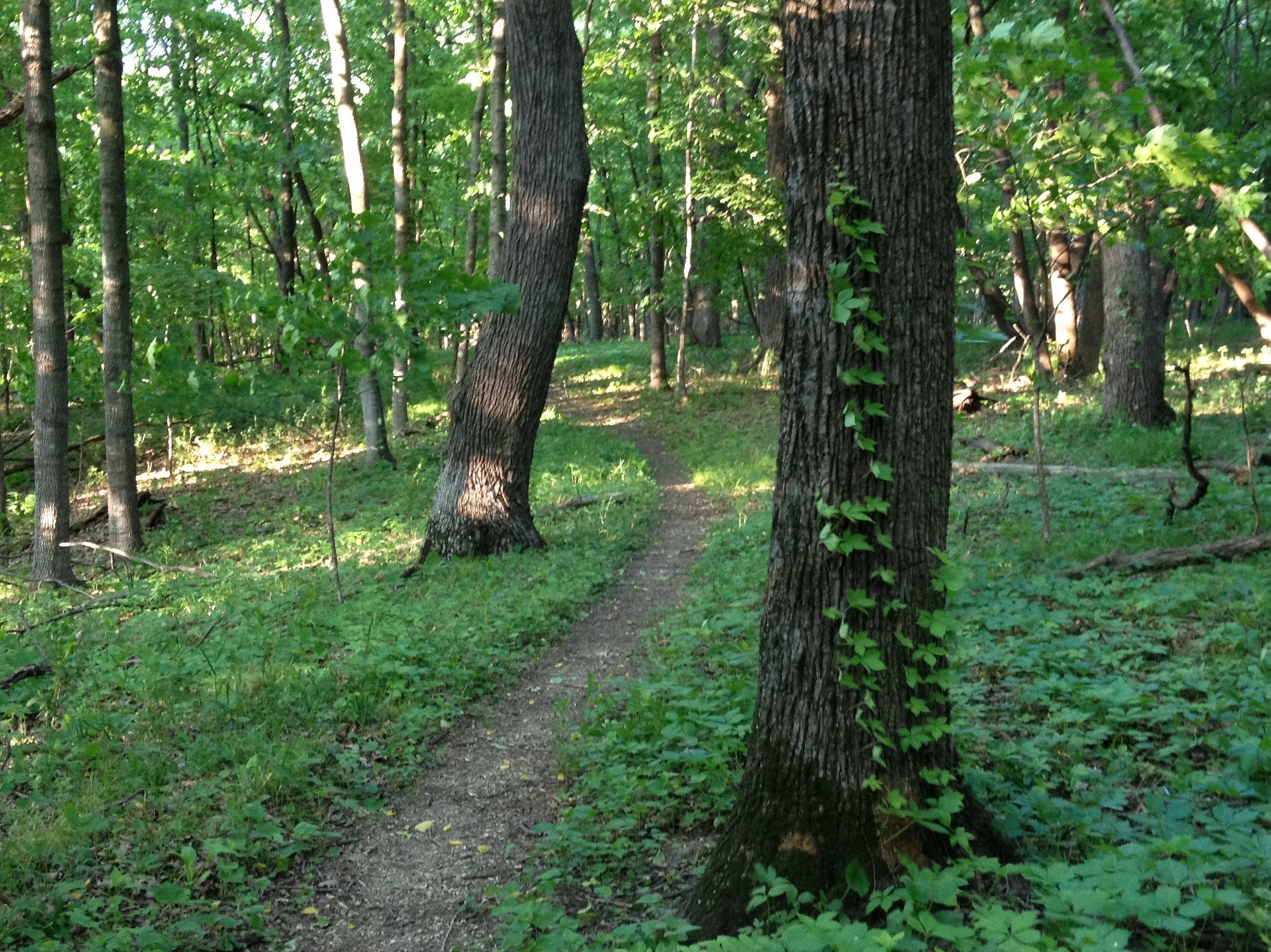 Lu Verne, IA Map Directions MapQuest, 50 OFF