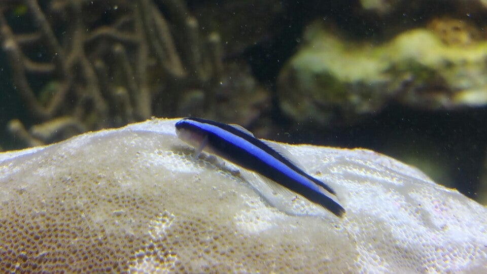 St. Lucie County Aquarium Smithsonian Marine Ecosystems Exhibit, 420