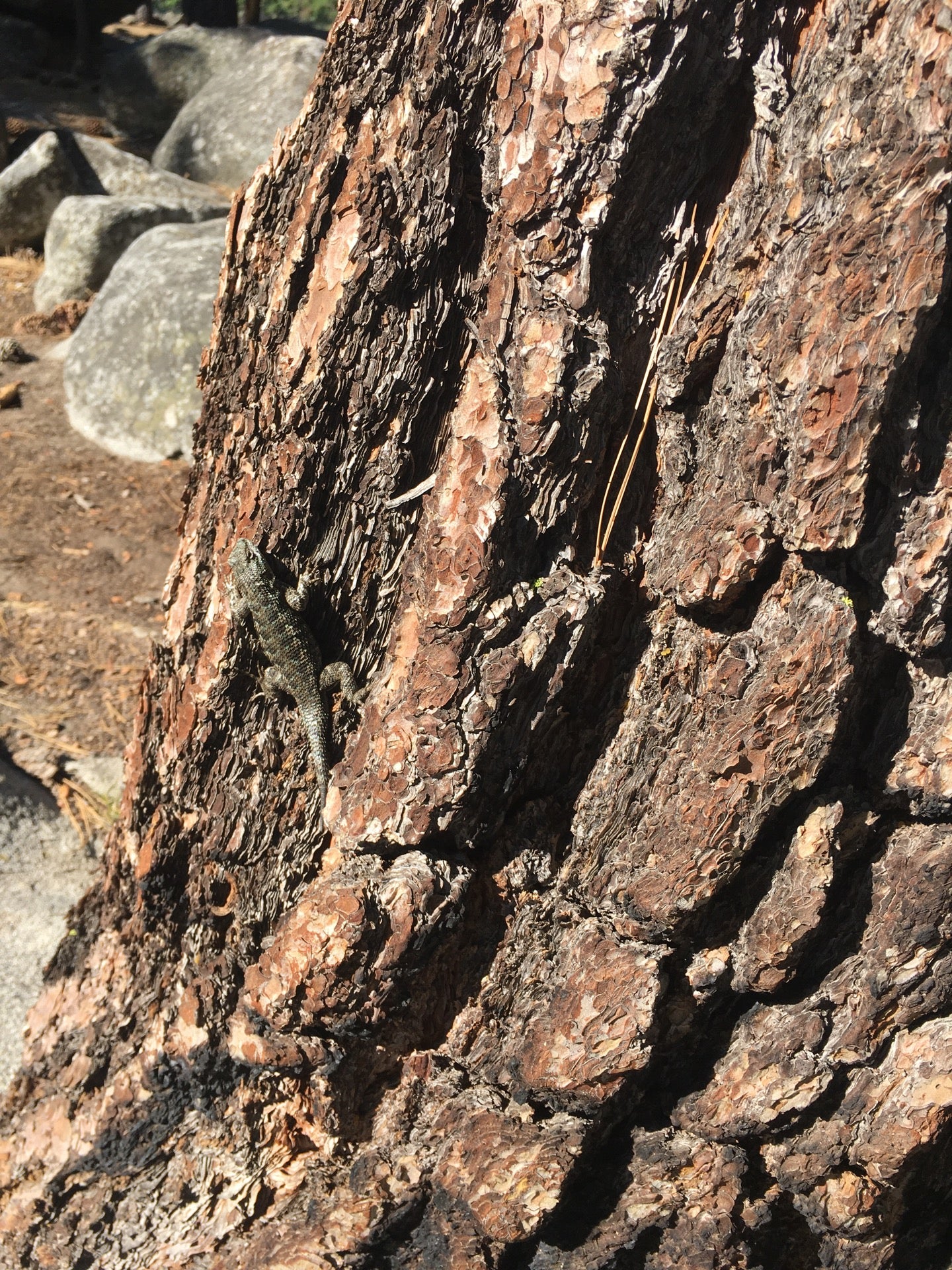 Lam Watah Trail, Stateline, NV, Trail MapQuest