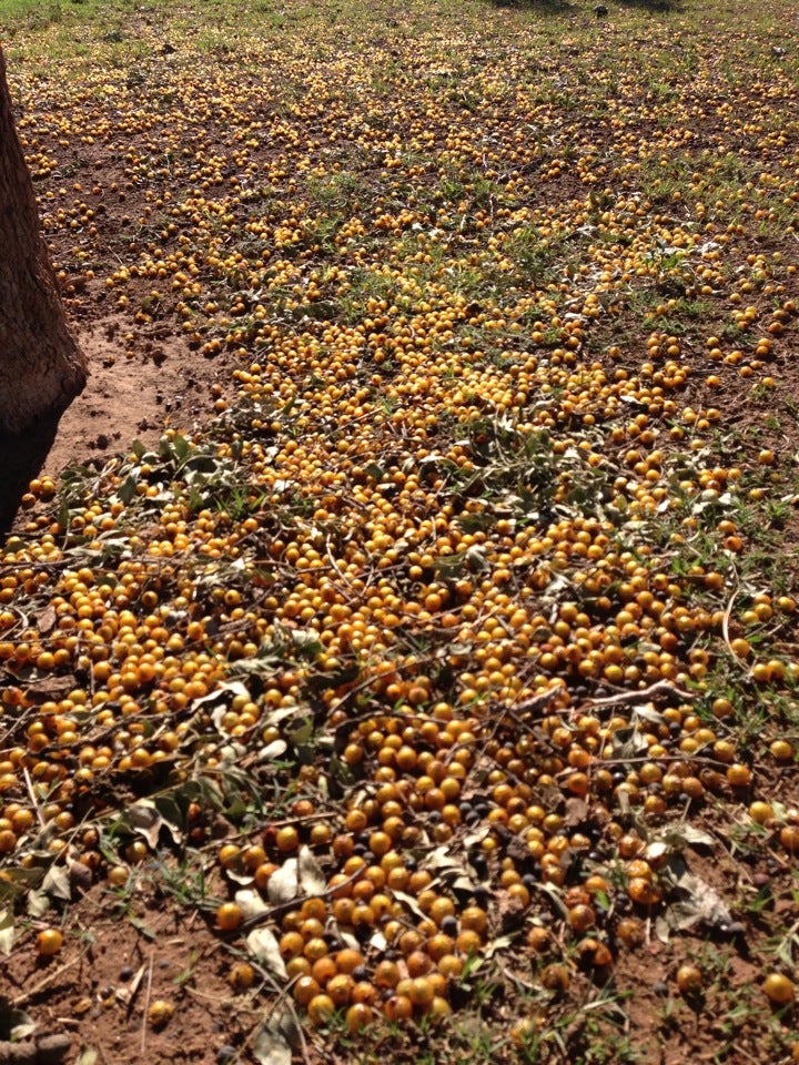 Shallowater, TX Map & Directions MapQuest