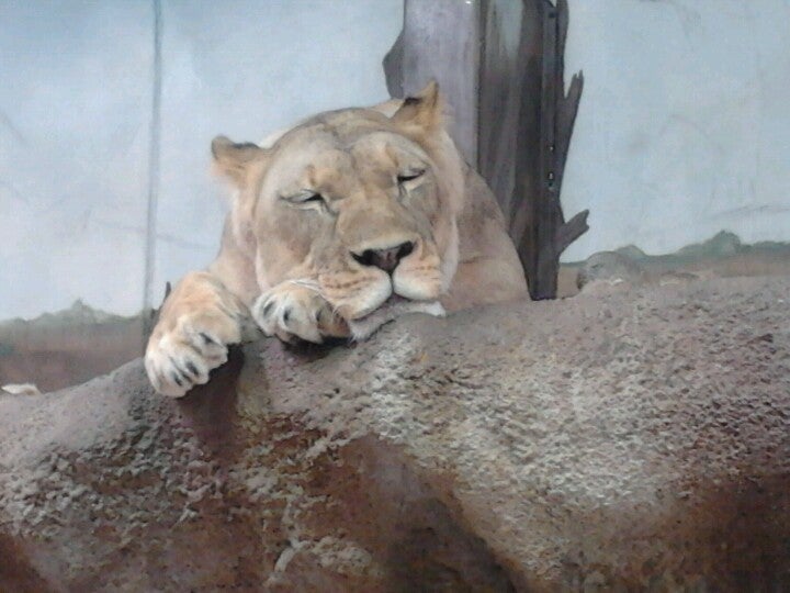 Primates, lions, penguins, snow leopards, camels, tigers, wolves, reptiles, farm animals, exotic fish and birds live at the zoo. Potter Park Zoo, 1301 S Pennsylvania Ave, Lansing, MI, Zoos MapQuest