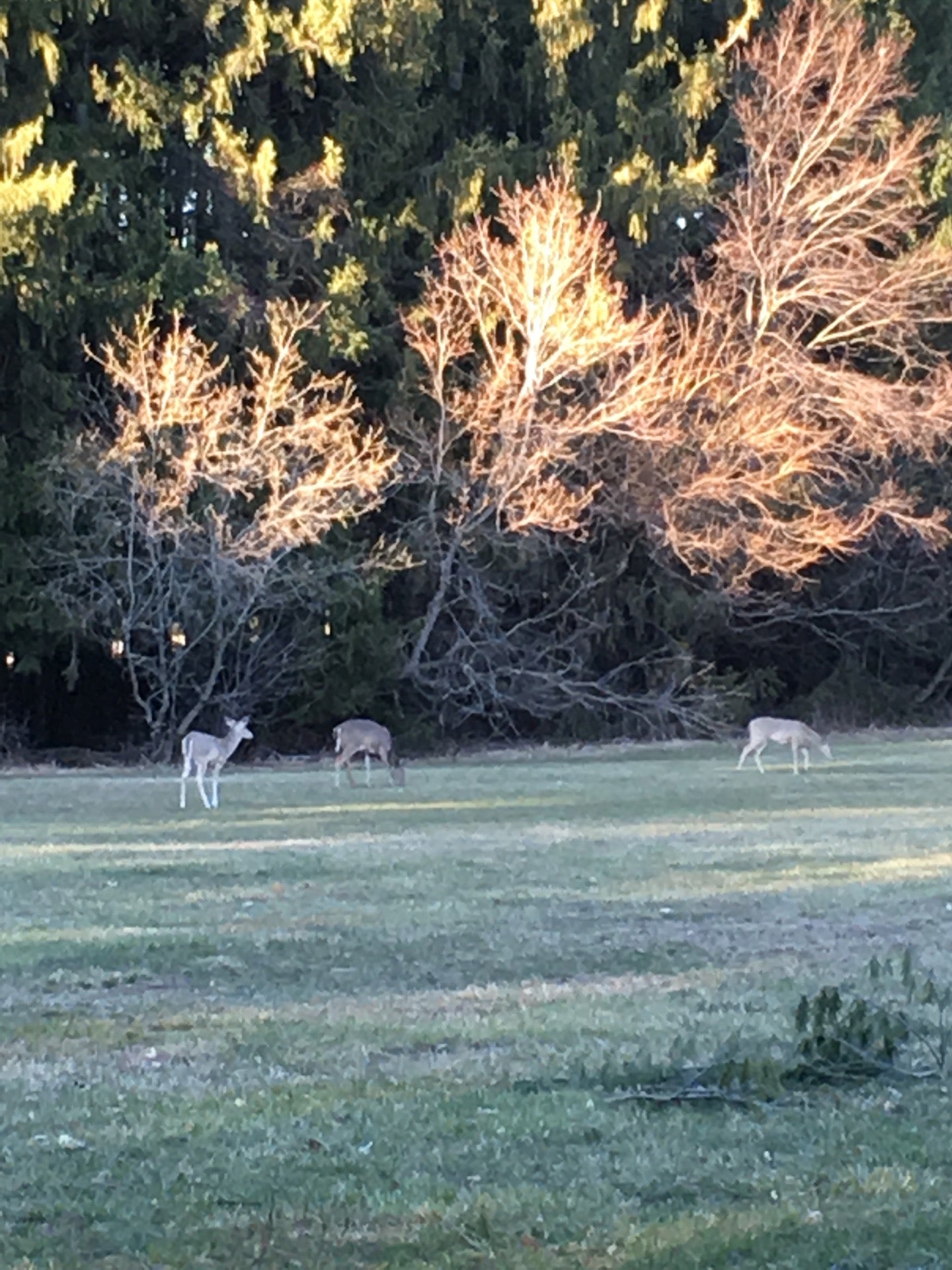 Flushing County Park, Flushing, MI, Parks MapQuest