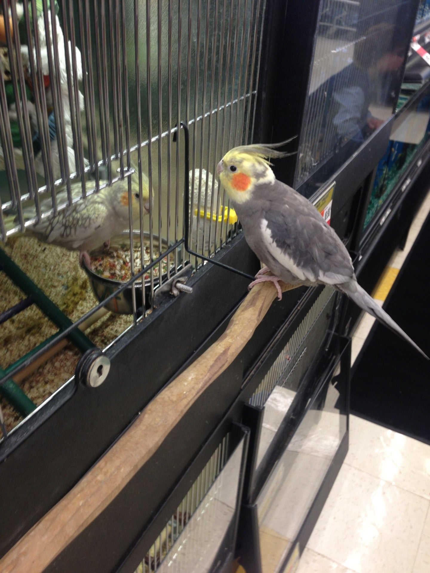 pet supplies plus cockatiel