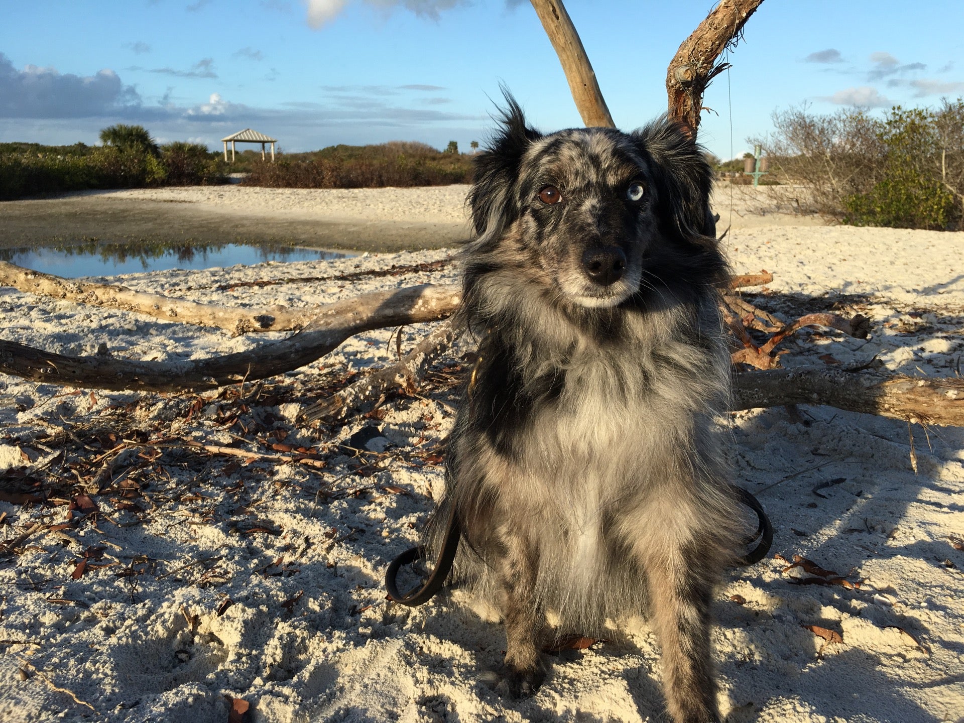 Dog Beach, Ponce Inlet, Peninsula Dr S, Ponce Inlet, FL, Beach MapQuest