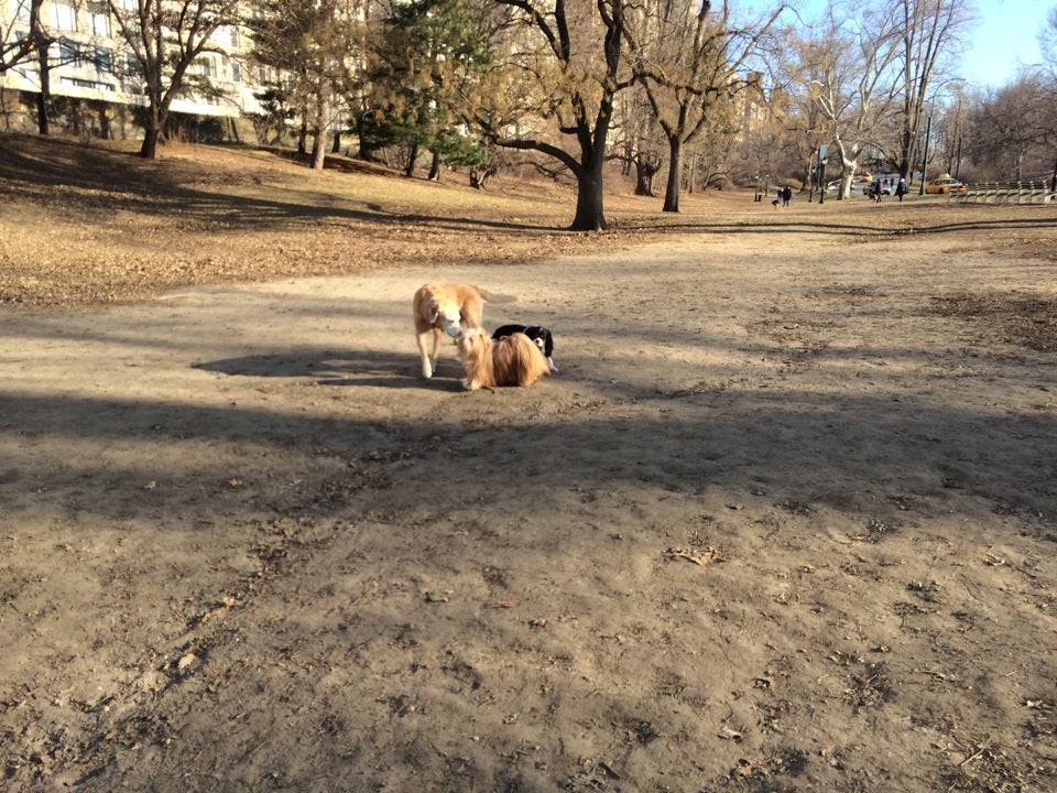 central-park-dog-play-area-new-york-ny-parks-mapquest